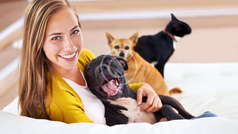 Top 5 Dog Behavior Myths